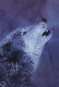 loup hurle